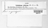 Tympanis pithya image